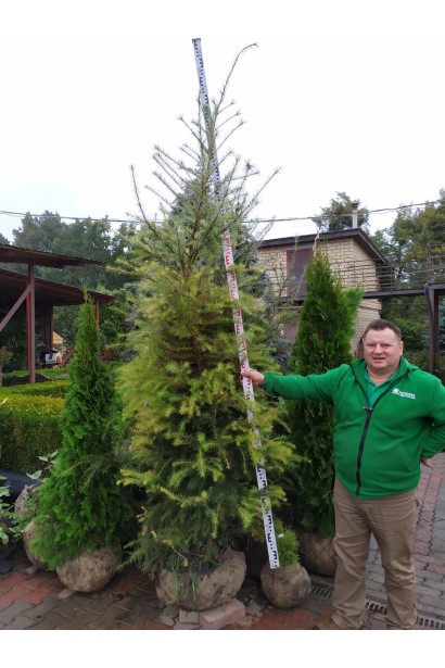 Модрина європейська саджанець з комом землі