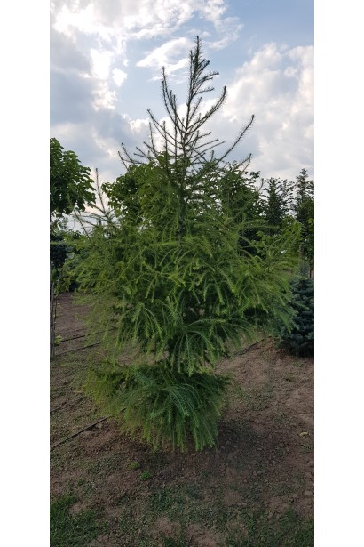 Larix decidua