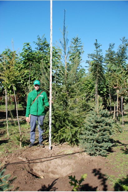 Модрина європейська в розсаднику