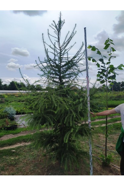 Модрина європейська в розсаднику в полі