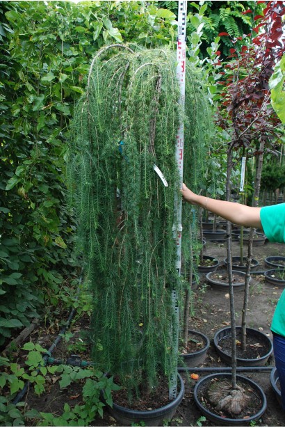 Модринаплакуча Repens on shtambe