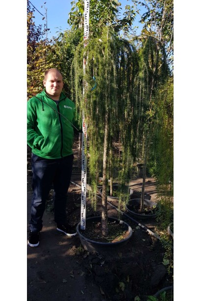 Модрина європейська Репенс на штамбі висота саджанця 180-200 см