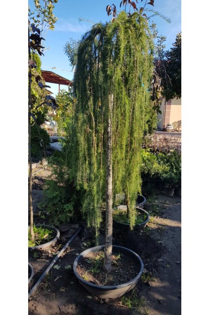 Модрина європейська Репенс  штамбова форма