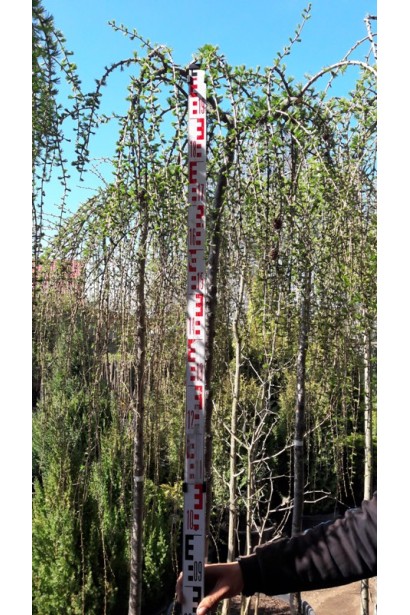 Модрина європейська Репенс на штамбі 180-190 см