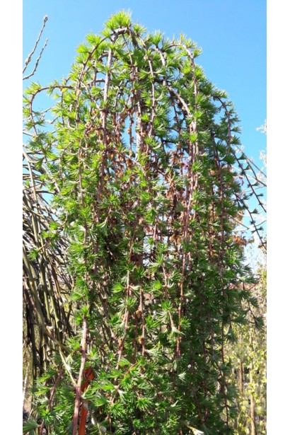 Модрина європейська Репенс пучкова хвоя