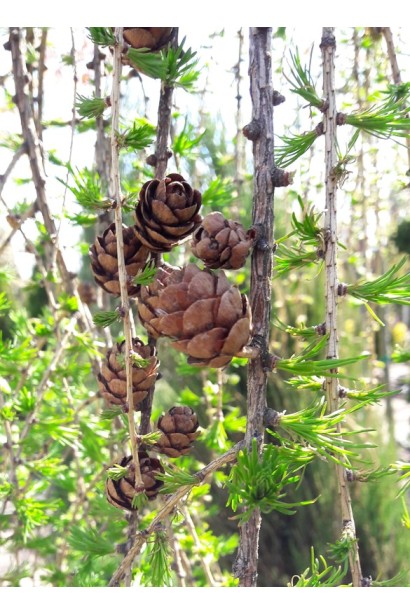 Модрина європейська Репенс на штамбі | Larix decidua Repens on shtambe | Лиственница европейская Репенс на штамбе