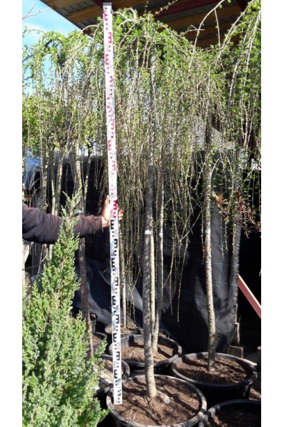 Модрина європейська Репенс на штамбі | Larix decidua Repens on shtambe | Лиственница европейская Репенс на штамбе