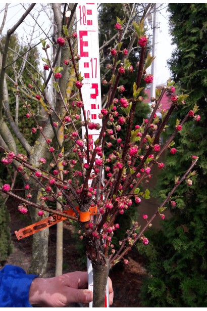 Мигдаль трилопатевий Плена Куля на штамбі саджанець 160-180 см