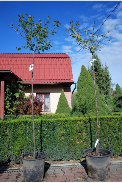 Мигдаль Плена штамбова форма саджанці в контейнерах в садовому центрі