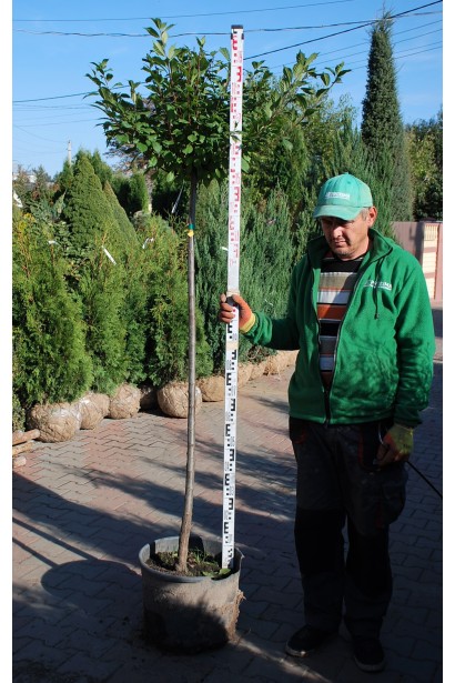 Prunus triloba Plena ball on shtambe