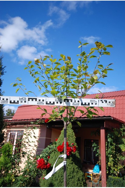 Мигдаль трилопатевий Плена на штамбі діаметр крони 50-60 см