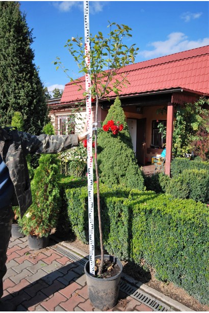 Мигдаль трилопатевий Плена Куля на штамбі140-160 см