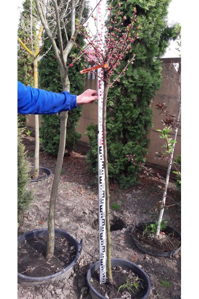 Мигдаль Плена Куля на штамбі саджанець в контейнері