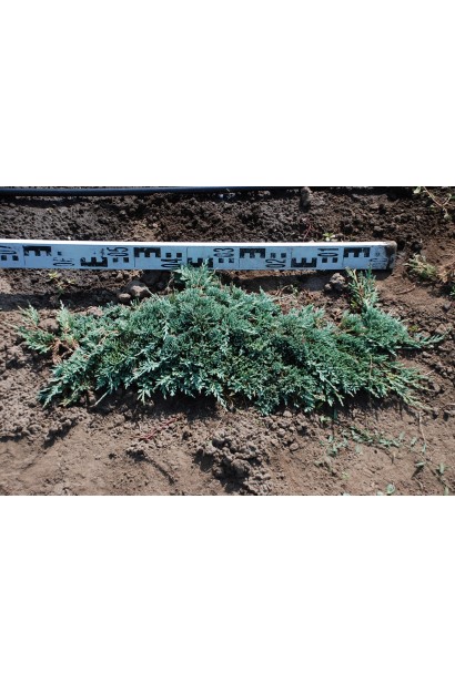 Ялівець горизонтальний Вілтоні на полі діаметр крони 60-70 см