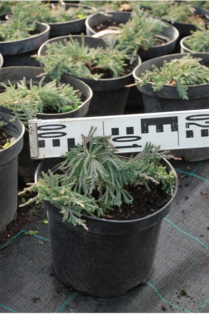 Ялівець Вілтоні контейнер С3 діаметр 15-20 см