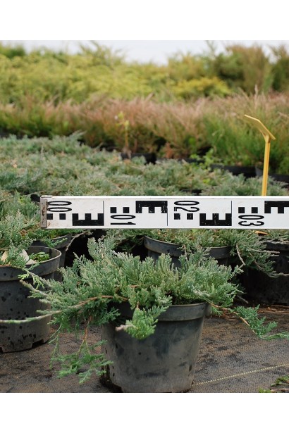 Ялівець горизонтальний Вілтоні контейнер 3 л діаметр 20-30 см