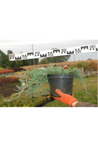 Ялівець горизонтальний Вілтоні діаметр крони 50-60 см