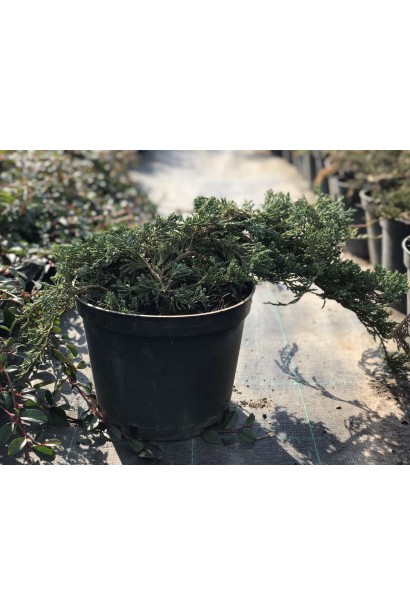 Ялівець Вілтоні в горщику 3 л