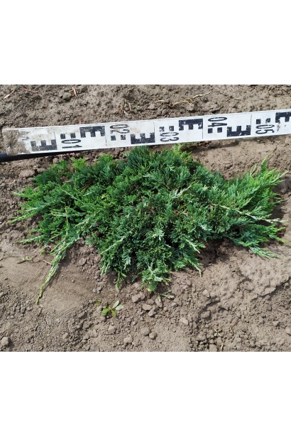 Ялівець розпростертий Вілтоні 