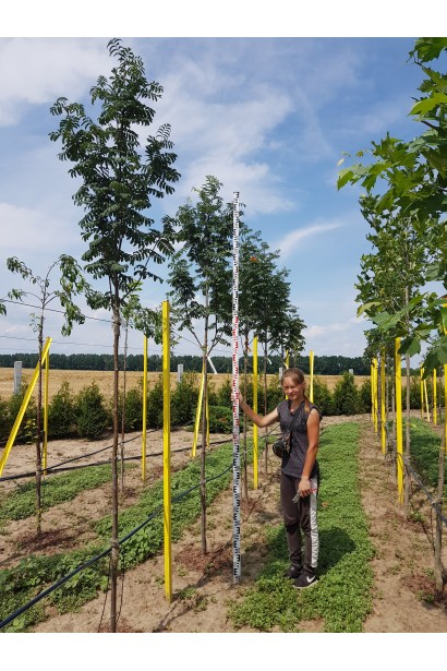 Саджанці  в садовому центрі