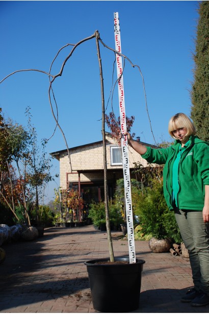 Саджанець Горобини звичайної плакучої