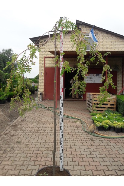 Sorbus aucuparia Pendula
