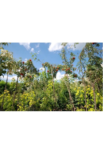 Sorbus aucuparia Pendula