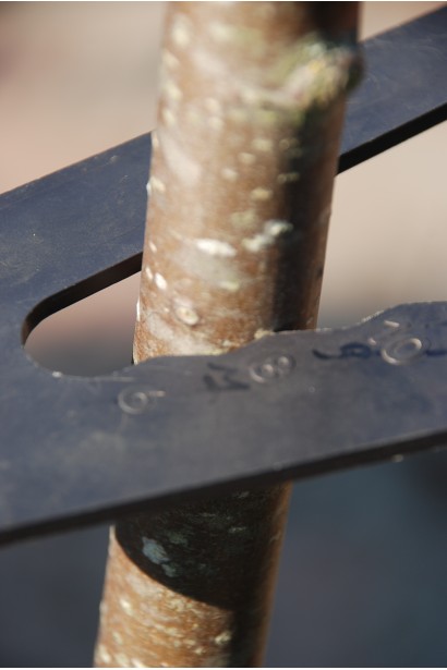 Стовбур Горобини звичайної плакучої