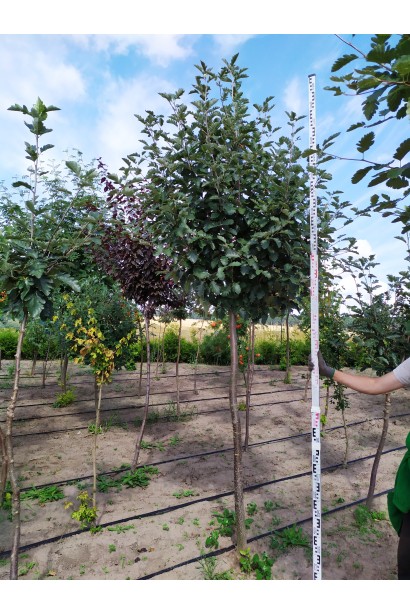 Горобина проміжна в садовому центрі