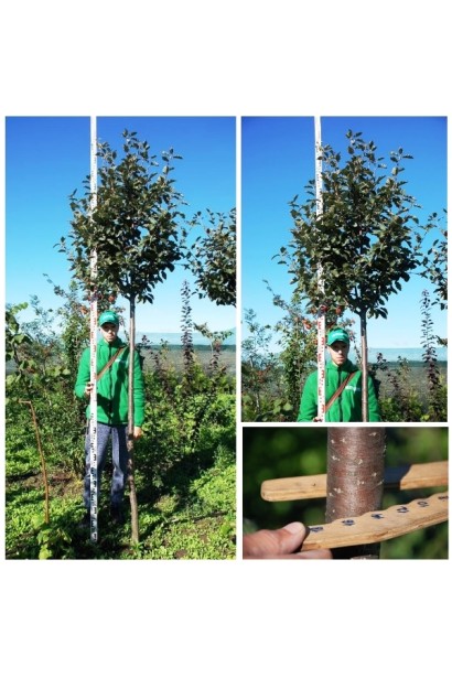 Горобина проміжна (шведська, скандинавська)