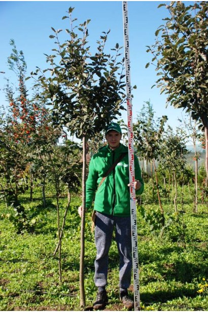 Sorbus intermedia – компактна крона для саду