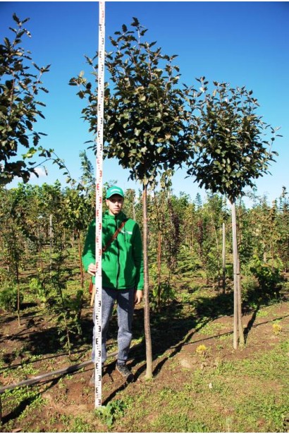 Горобина проміжна (шведська, скандинавська)