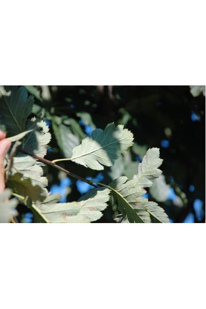 Листя Горобини проміжної