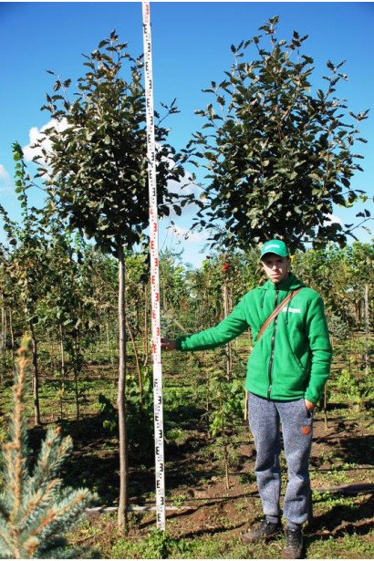 Sorbus intermedia – універсальне дерево для озеленення