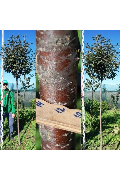 Стовбур Горобини проміжної