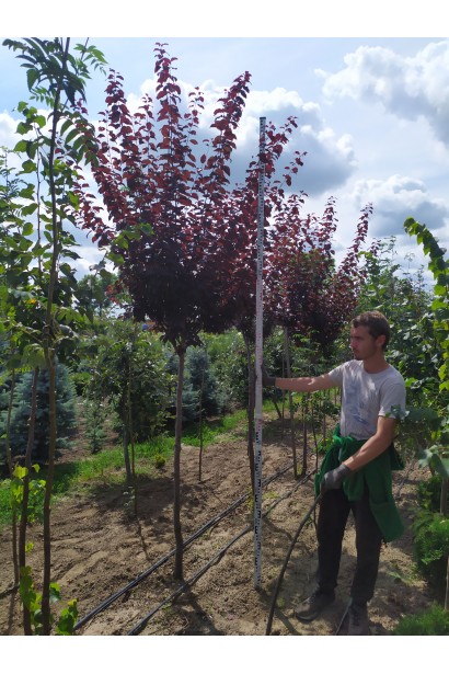 Слива Піссарді – дерево з гармонійною формою крони