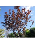 Слива розчепірена Піссарді(дерево) | Слива растопыренная Писсарди(дерево) | Prunus cerasifera Pissardii