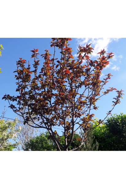 Слива Піссарді – пурпуровий акцент у саду