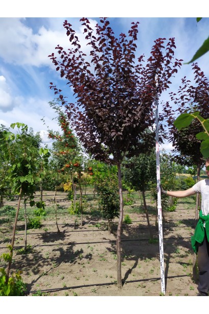 Слива розчепірена Піссарді(дерево) | Слива растопыренная Писсарди(дерево) | Prunus cerasifera Pissardii