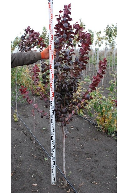 Слива розчепірена Піссарді(дерево)