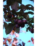 Слива растопыренная Писсарди(дерево) | Слива розчепірена Піссарді(дерево) | Prunus cerasifera Pissardii