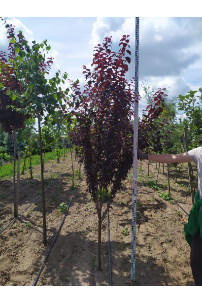 Слива розчепірена Піссарді(дерево)