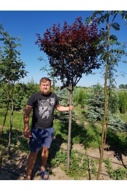 Саджанець Сливи Піссарді в садовому центрі
