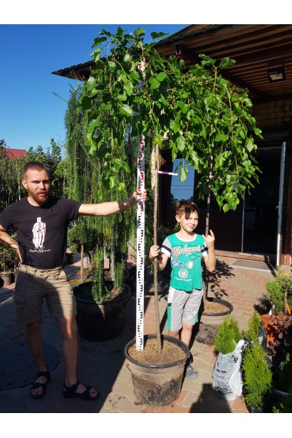 Morus alba Pendula — ніжна краса плакучої шовковиці.