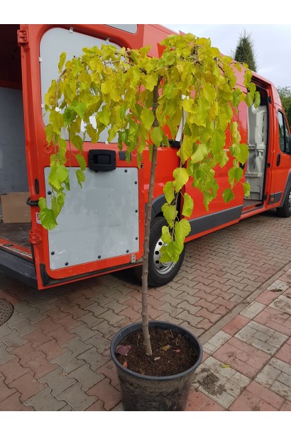 Шовковиця плакуча / біла Пендула в контейнері
