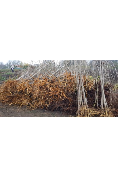 Шовковиця плакуча / біла Пендула