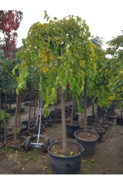 Шовковиця плакуча Пендула для стильного дизайну саду.