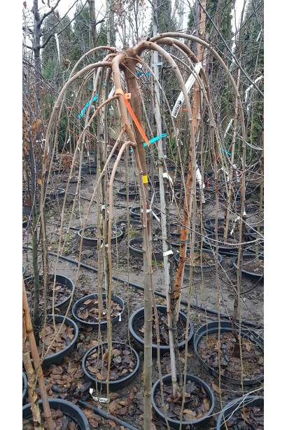 Шовковиця плакуча / біла Пендула