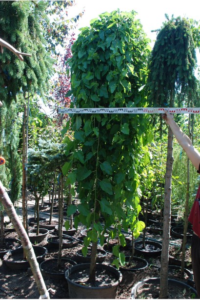 Шовковиця Пендула — дерево з унікальними вигнутими гілками.