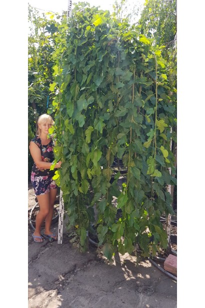 Декоративна плакуча шовковиця Пендула для сучасного саду.